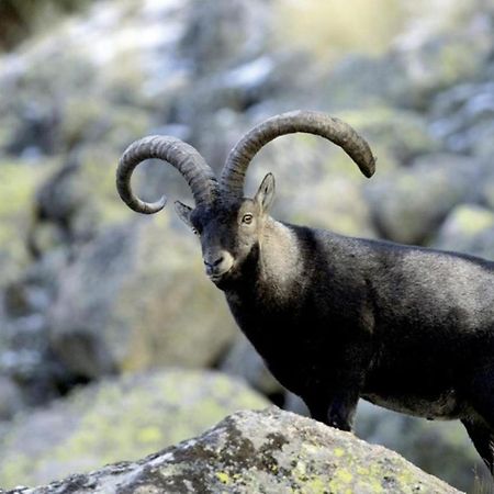 El Desvan De Gredos Navarredonda de Gredos Exteriör bild